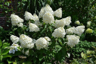 Biele, ružové hortenzie, sadenice v 2-3l nádobe, 30-50 cm